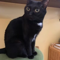 コロニャに負けるニャ　ネコリパ岐阜応援！ねこ写真　【 クロッキー 】  500円