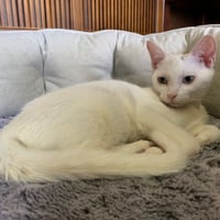 コロニャに負けるニャ　ネコリパ岐阜応援！ねこ写真　【 きん 】