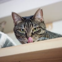 コロニャに負けるニャ　ネコリパ東京応援！ねこ写真　【 きい 】 500円