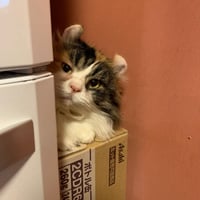 コロニャに負けるニャ　ネコリパ東京応援！ねこ写真　【カロン】  500円