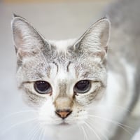 コロニャに負けるニャ　ネコリパ東京応援！ねこ写真　【カブキ】1000円