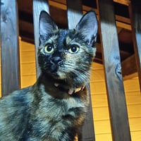 コロニャに負けるニャ　ネコリパ岐阜応援！ねこ写真　【 プチ 】 500円