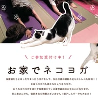2026年7月25日　お家でネコヨガ＠ネコリパブリック岐阜