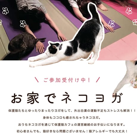 2026年8月22日　お家でネコヨガ＠ネコリパブリック岐阜