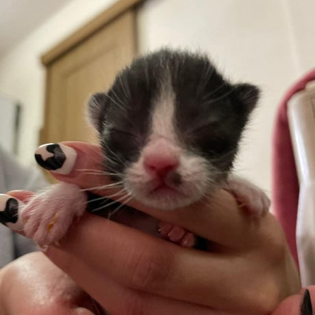 子猫シーズン到来！ 子猫レスキュー＆TNRカンパ　ブロマイド