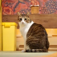 コロニャに負けるニャ　ネコリパ東京応援！ねこ写真　【梨花】500円