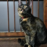 コロニャに負けるニャ　ネコリパ岐阜応援！ねこ写真　【 グル 】  500円