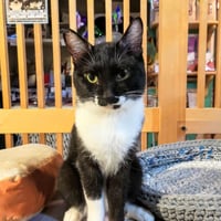 コロニャに負けるニャ　ネコリパ東京応援！ねこ写真　【クロ】  500円