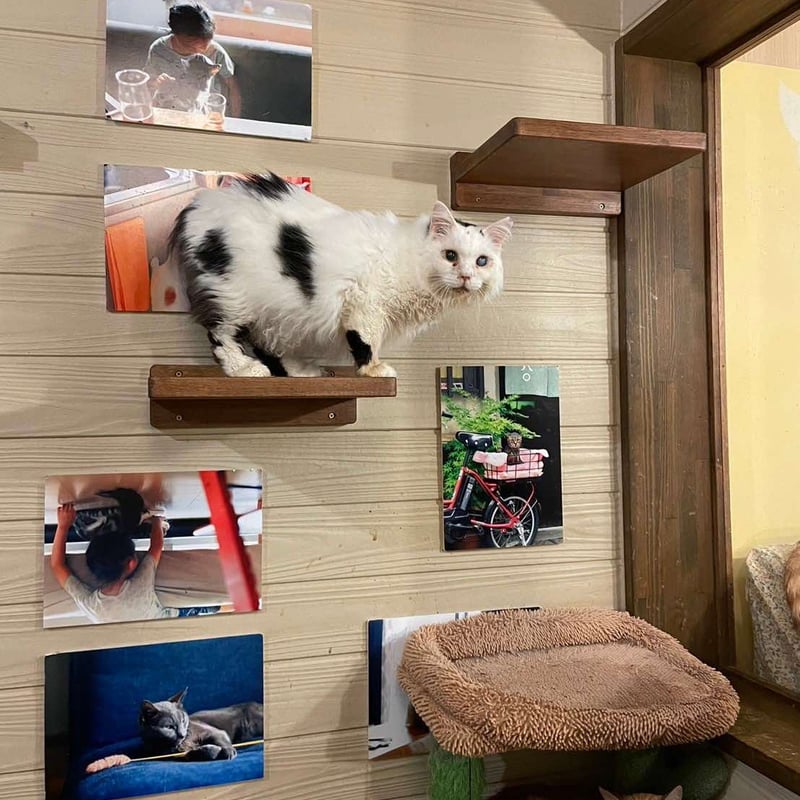 金*虎様 オークションの売上は医療費として使用いたします ご参加いただきありがと 事故などで負傷した猫たち・医療費緊急カンパのお願い ブロマイド