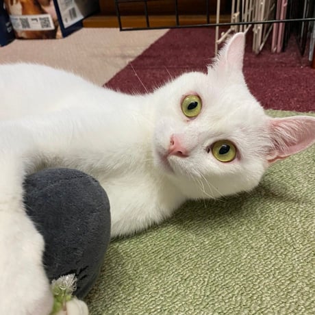 白血病キャリア　レモン猫の足長おじさんサポーター　単発5口　5000円