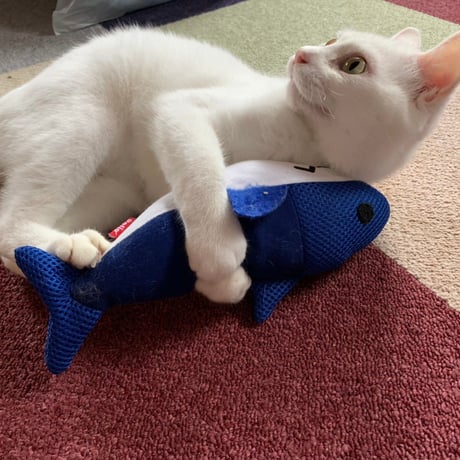 白血病キャリア　レモン猫の足長おじさんサポーター　単発5口　5000円