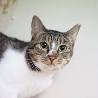 コロニャに負けるニャ　ネコリパ東京応援！ねこ写真　【ジジ】1000円