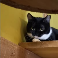 コロニャに負けるニャ　ネコリパ東京応援！ねこ写真　【とも】1000円