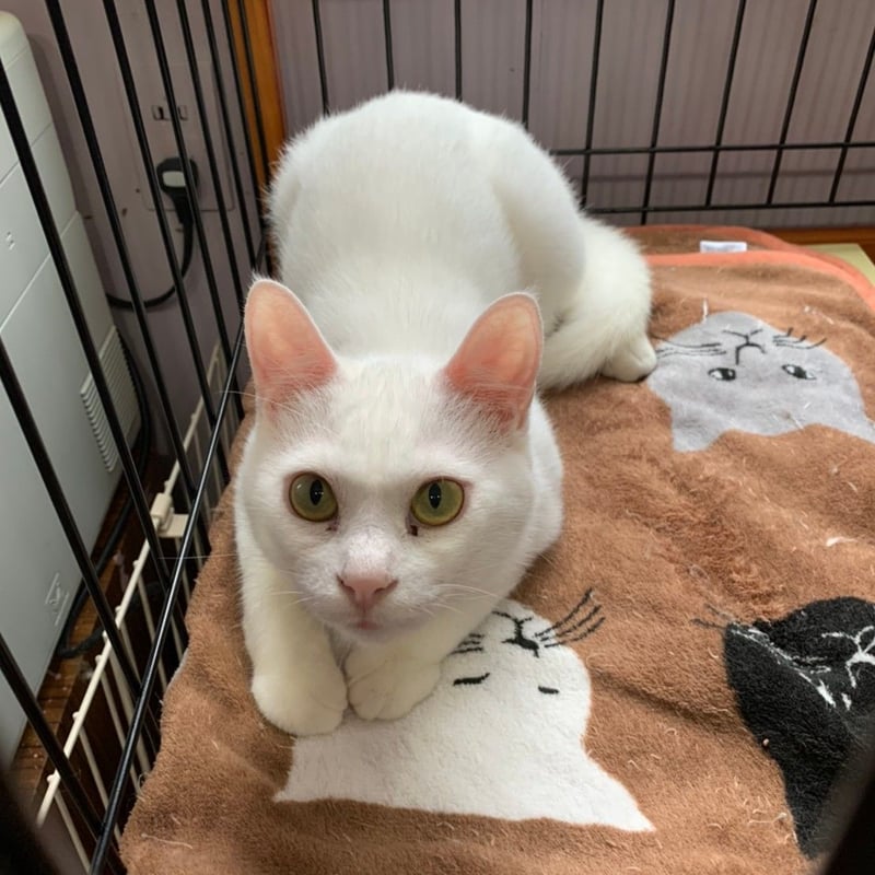 月々3000円 レモン猫 足長おじさん定期サポーター | NECOREPA STORE
