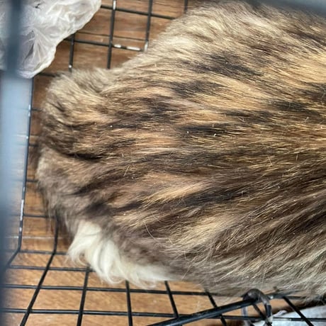 子猫シーズン到来！ 子猫レスキュー＆TNRカンパ　ブロマイド