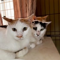 飛騨シェルター　抜歯が必要なトパーズくん＆かえるちゃん　ブロマイド