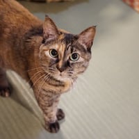 コロニャに負けるニャ　ネコリパ東京応援！ねこ写真　【どんぐり】 1000円