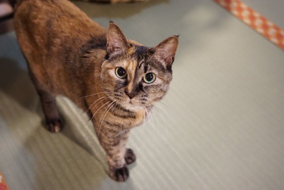 fit=scale-down,w=1200