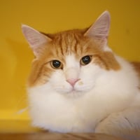 コロニャに負けるニャ　ネコリパ東京応援！ねこ写真　【ジョルノ】  500円