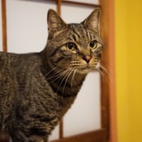 コロニャに負けるニャ　ネコリパ東京応援！ねこ写真　【レイ】  500円