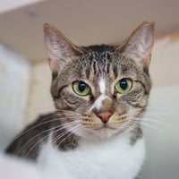 コロニャに負けるニャ　ネコリパ東京応援！ねこ写真【ジジ】500円