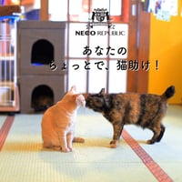 緊急募集　ネコリパ運営継続サポーター単発　50口