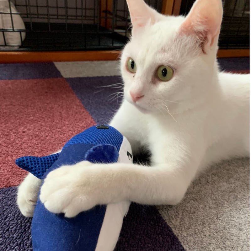 白血病キャリア レモン猫の足長おじさんサポーター 単発5口 5000 白血病キャリア レモン猫の足長おじさんサポーター 単発5口 5000