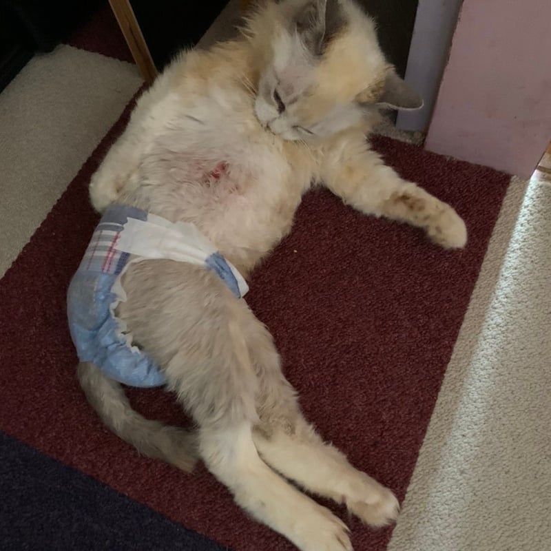 月々1000円 りんご猫 足長おじさん定期サポーター | NECOREPA STORE