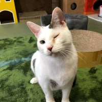 コロニャに負けるニャ　ネコリパ岐阜応援！ねこ写真　【 チロ 】