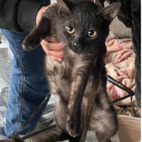 大人猫、乳飲み子トータル28匹！壮絶ゴミ屋敷からの多頭崩壊レスキュー医療費カンパ　ブロマイド
