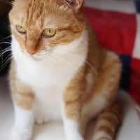 コロニャに負けるニャ　ネコリパ東京応援！ねこ写真　【ぽろん】 1000円