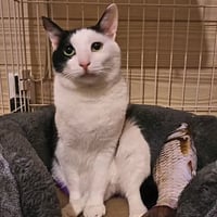 コロニャに負けるニャ　ネコリパ岐阜応援！ねこ写真　【 ジュレ 】  500円