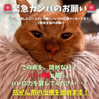 この命を諦めない！リンパ腫と闘うハレに力を貸してください。緊急カンパのお願い！ブロマイド