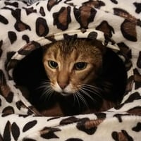 コロニャに負けるニャ　ネコリパ岐阜応援！ねこ写真　【 チャー 】  500円