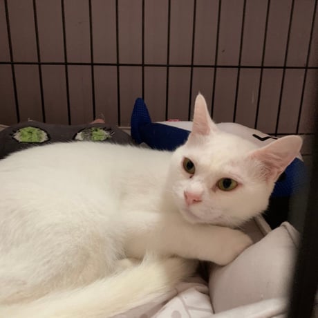 白血病キャリア　レモン猫の足長おじさんサポーター　単発5口　5000円