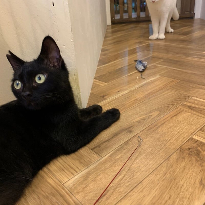 月々3000円 レモン猫 足長おじさん定期サポーター | NECOREPA STORE