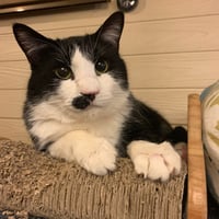 コロニャに負けるニャ　ネコリパ岐阜応援！ねこ写真　【 ちょび 】