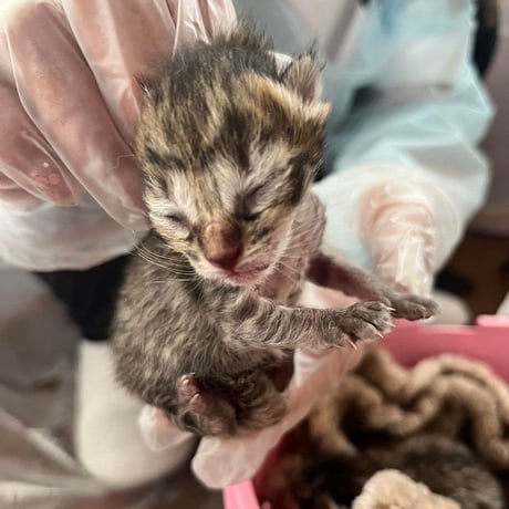 子猫シーズン到来！ 子猫レスキュー＆TNRカンパ　ブロマイド