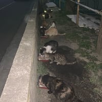 緊急TNR&TNTA  とある球場まわり30匹以上の繁殖してしまった猫たちを救いたい！ 緊急カンパ　ブロマイド