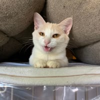 コロニャに負けるニャ　ネコリパ岐阜応援！ねこ写真　【 おんぷ  】500円