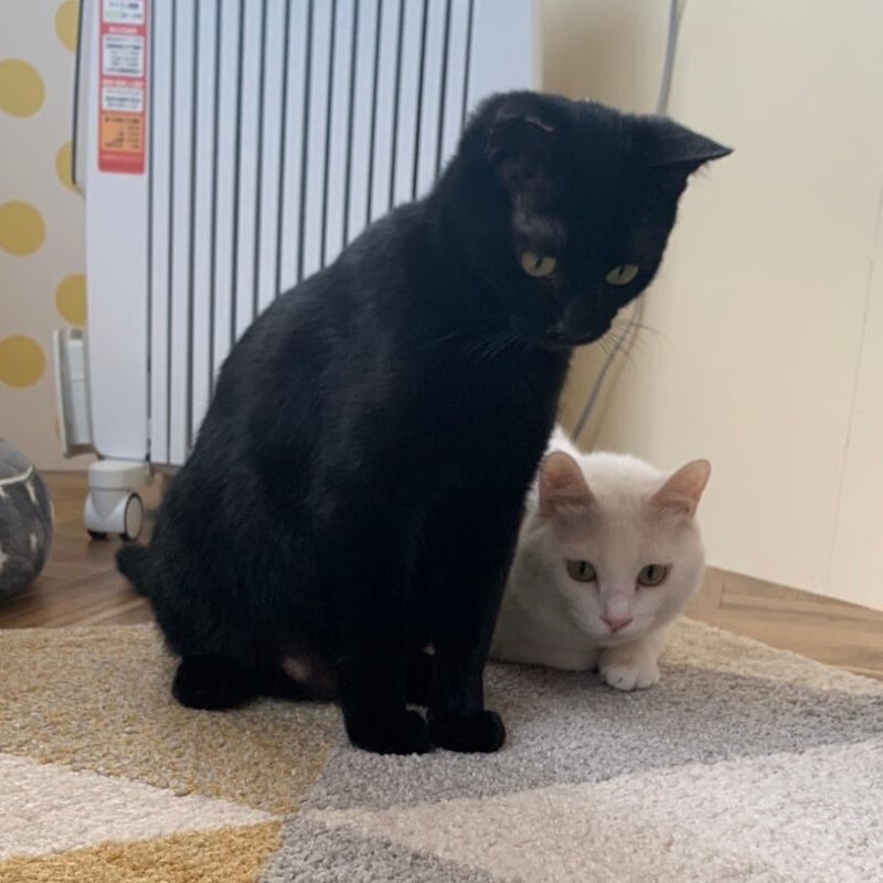 猫B 値下げしました！ B-SIDE LABEL 猫の友達のハムスター 黒猫 ホシノジン - メルカリ