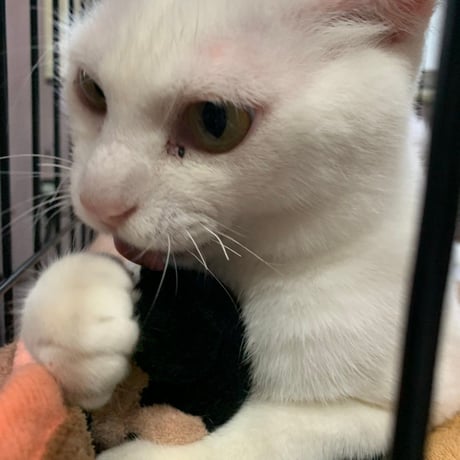 白血病キャリア　レモン猫の足長おじさんサポーター　単発5口　5000円