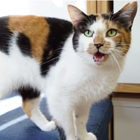 コロニャに負けるニャ　ネコリパ東京応援！ねこ写真　【四葉】 500円