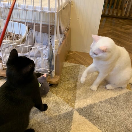 白血病キャリア　レモン猫の足長おじさんサポーター　単発5口　5000円