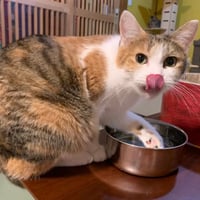 コロニャに負けるニャ　ネコリパ東京応援！ねこ写真　【 えっちゃん】 1000円