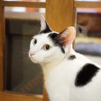コロニャに負けるニャ　ネコリパ東京応援！ねこ写真　【むすび】1000円