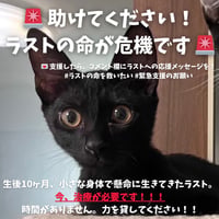 小さな身体で懸命に生きるラストの治療費緊急カンパのお願い　ブロマイド