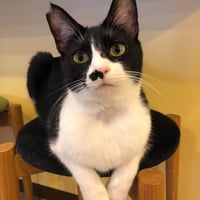コロニャに負けるニャ　ネコリパ岐阜応援！ねこ写真　【 海（カイ） 】  500円