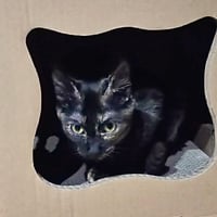 コロニャに負けるニャ　ネコリパ岐阜応援！ねこ写真　【 チャイ 】  500円