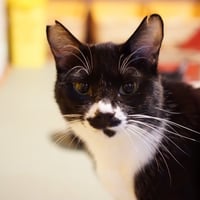 コロニャに負けるニャ　ネコリパ東京応援！ねこ写真　【チョビ】 1000円